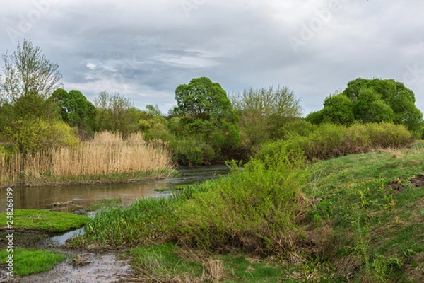 Obraz river in the forest