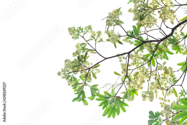 Obraz Tree branch isolated on white background.