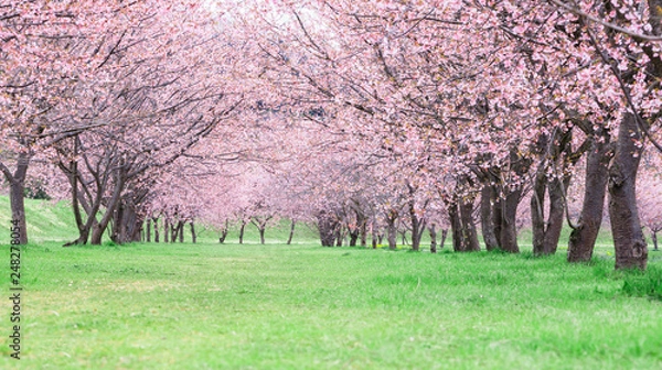 Obraz 桜並木　日本　埼玉