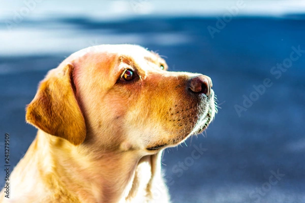 Obraz Golden Retriever portrait