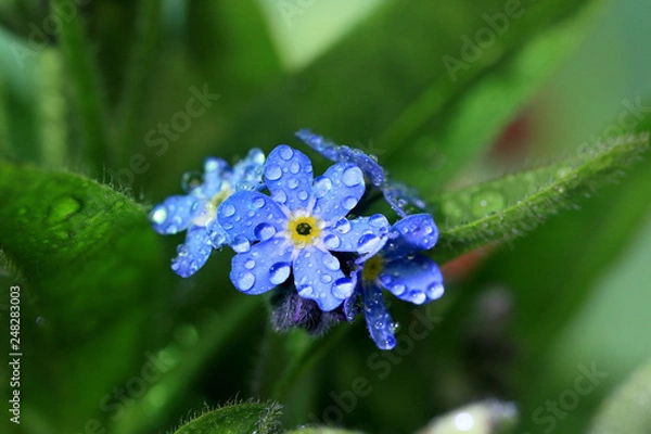 Fototapeta 忘れな草、春の花、水滴、ブルー、春の花、春一番、