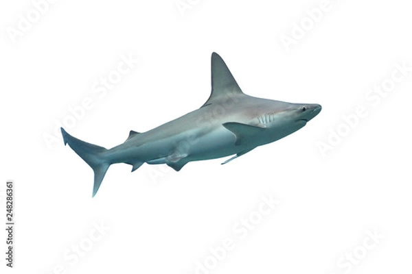Fototapeta Shark isolated on white background