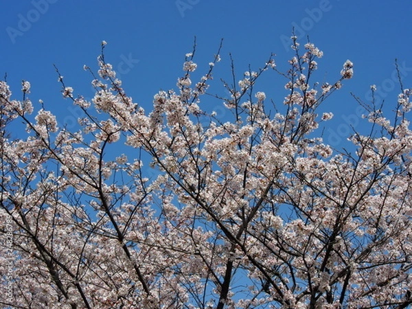 Obraz 桜
