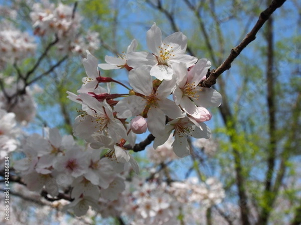 Obraz 桜