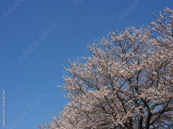 Obraz 桜