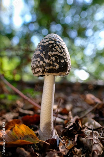 Obraz Spechttintling - Coprinopsis picacea auf laubbedekten Waldboden