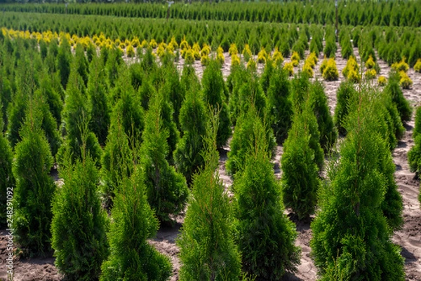 Obraz thuja planting garden