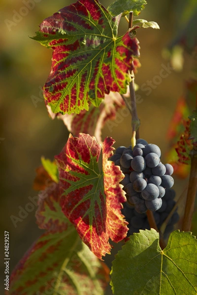 Obraz Pinot noir grapes