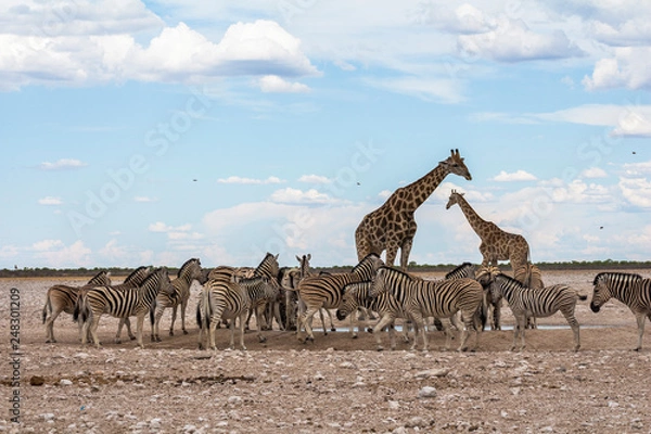 Obraz Giraffes and Zebras drinking at waterhole, Etosha Park