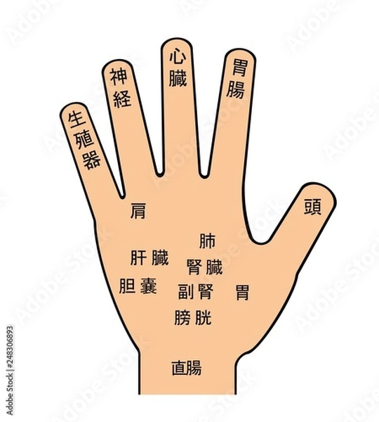 Fototapeta 手のツボ