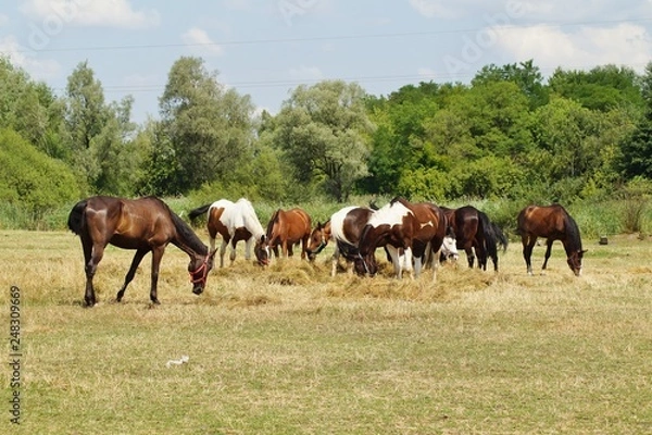 Fototapeta Beautiful horses on a farm. Horses in the summer in the meadow