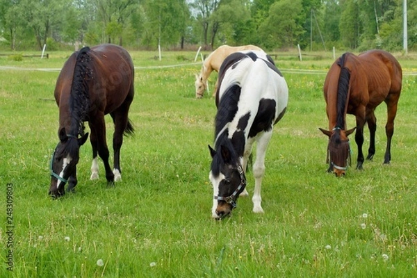 Fototapeta Beautiful horses on a farm. Horses in the summer in the meadow