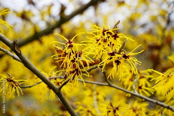 Obraz Witch Hazel, Hamamelis virginiana