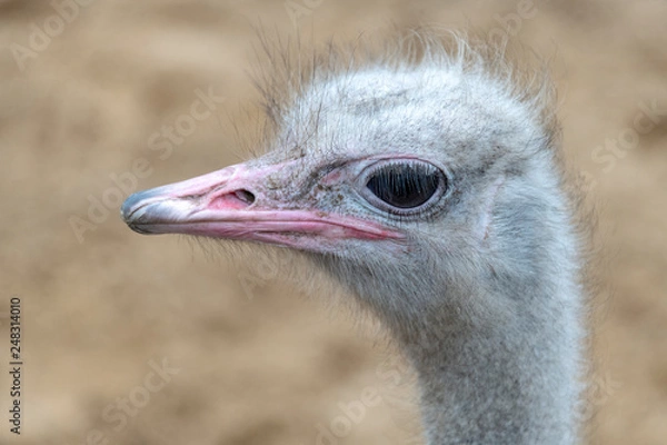 Obraz Ostrich bird head and neck side portrait outside