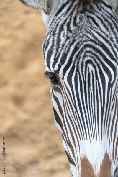 Obraz Close up of a zebra eye and head outside