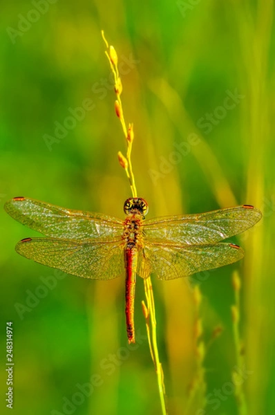 Fototapeta Macro shots, Beautiful nature scene dragonfly. 