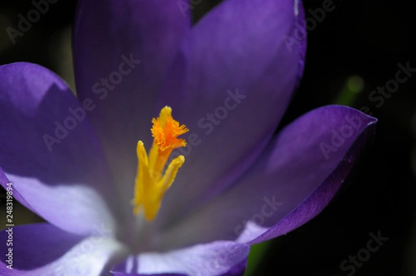 Obraz Blühender Krokus im Frühling