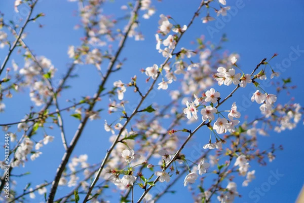Fototapeta 青空と桜