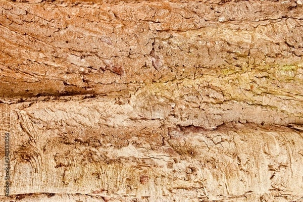 Obraz old wood texture of bark of a tree