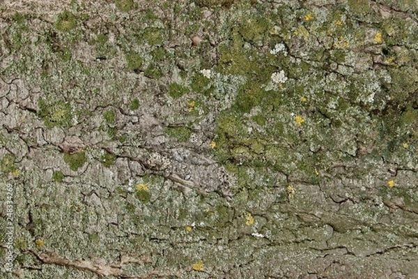 Fototapeta lichen on rock