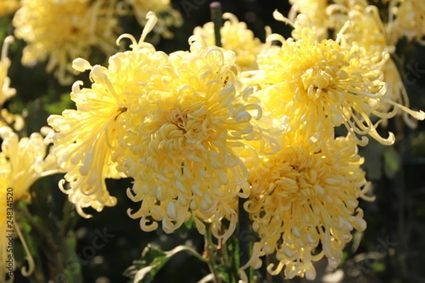 Fototapeta KRIMEA Nikitsky Botanicai garden is the parade of chrysanthemums