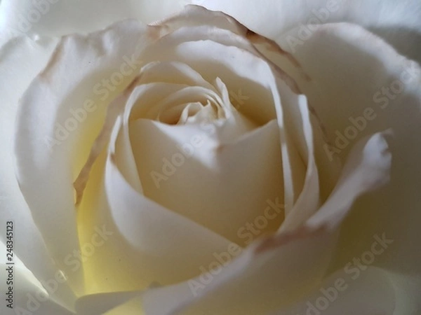 Obraz white rose closeup