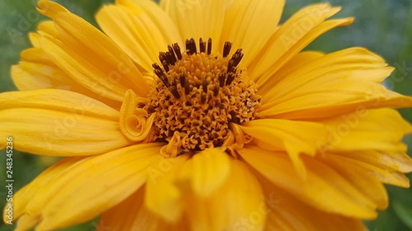Obraz Heliopsis bloomed again