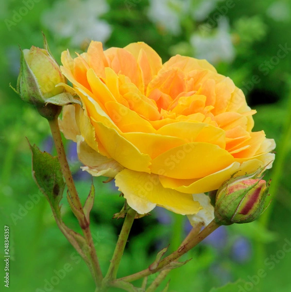 Fototapeta AMBER QUEEN