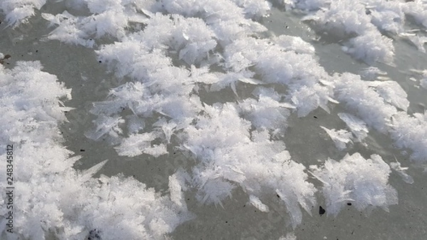 Obraz snow covered branches