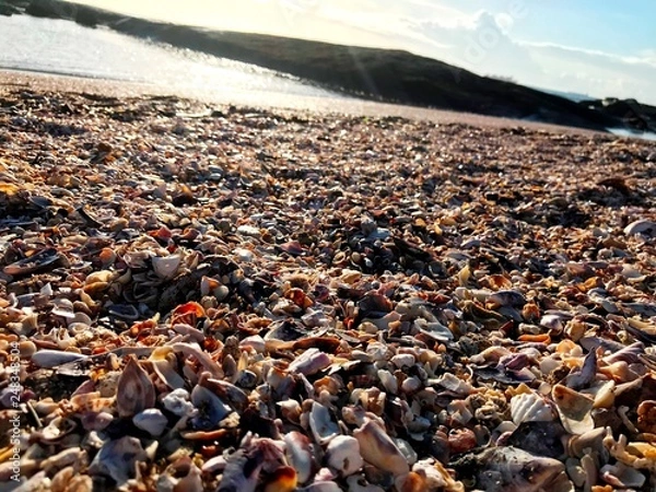 Obraz Shells over the sand