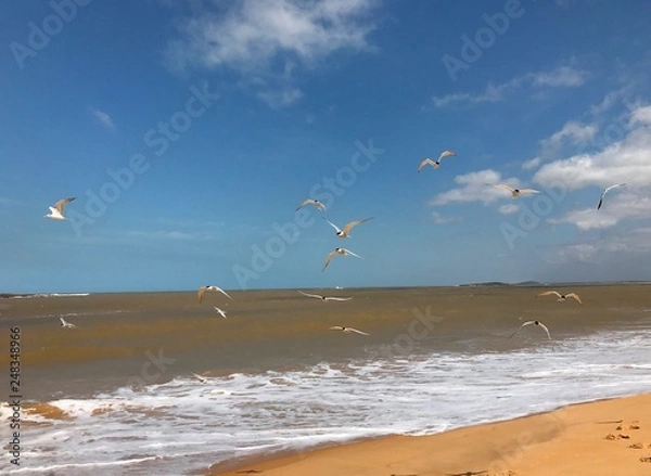 Obraz Seagulls flying away