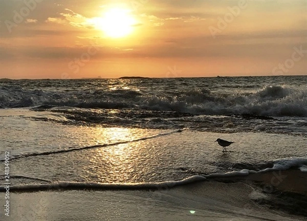 Fototapeta Little bird refreshing