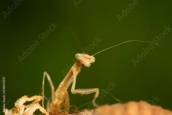 Fototapeta Mantis larvae on plant
