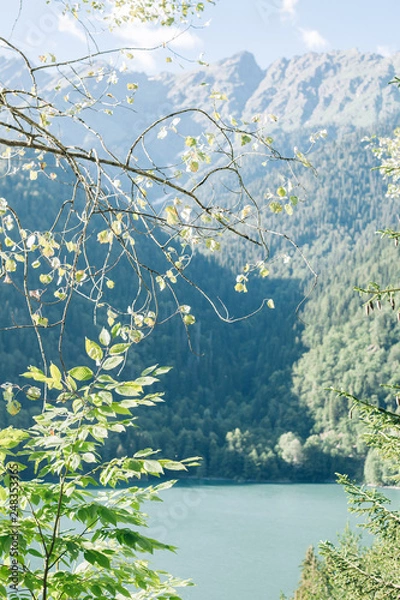 Fototapeta landscape with tree