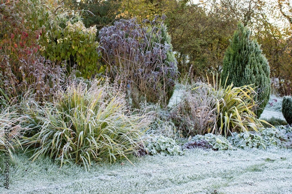 Obraz Winter morning on a frosty day in the United Kingdom, garden with plants all frosty