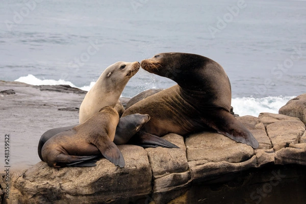 Obraz Sea Lion Family sitting on the rocks - La Jolla, San Diego, California. 