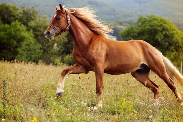 Fototapeta beautiful brown welsh pony with long blond mane running on meadow in high grass 