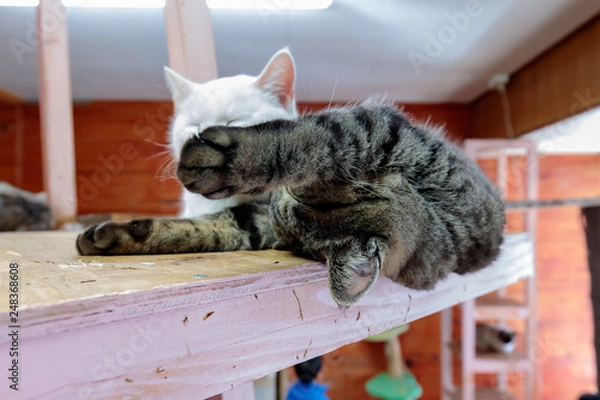 Fototapeta 寝相が悪い