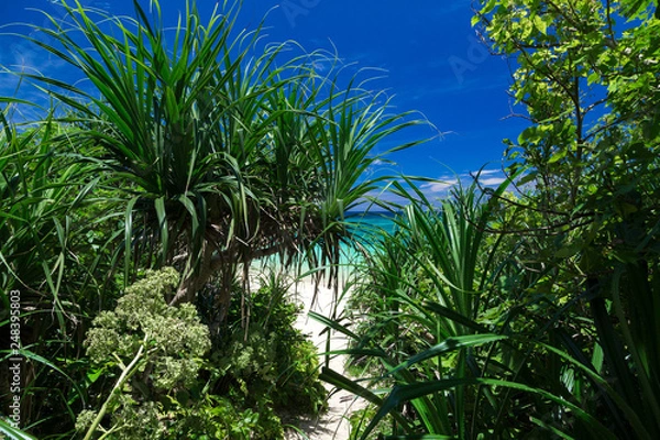 Fototapeta 沖縄のビーチ（石垣島）