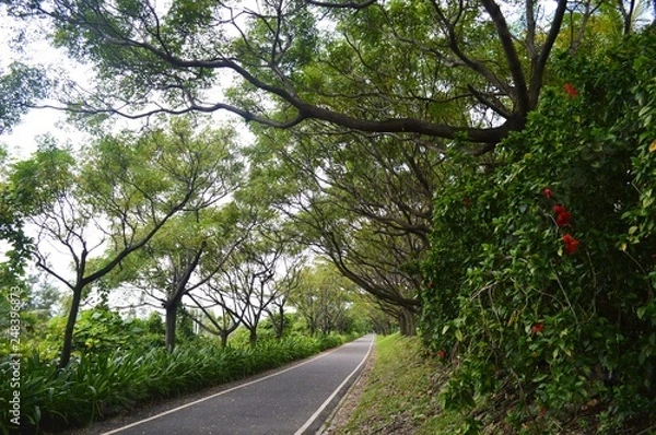 Obraz road in forest