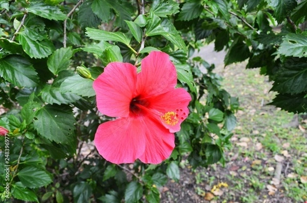 Obraz flower hibiscus 