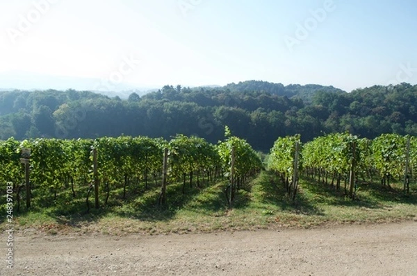 Obraz german vineyard