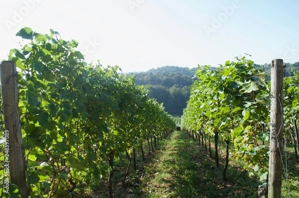 Obraz german vinery 