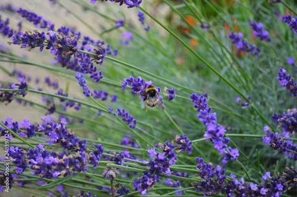 Obraz bumblebee lavender