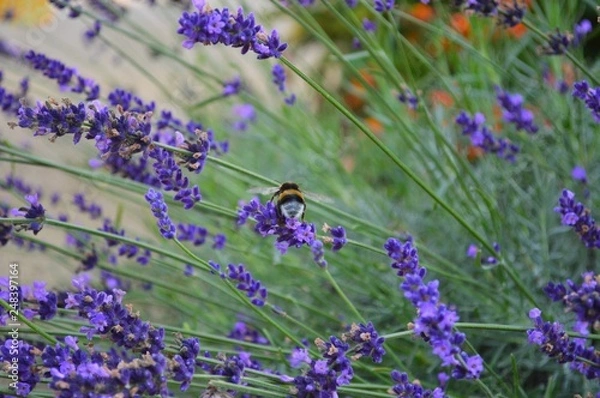 Obraz lavender and bee