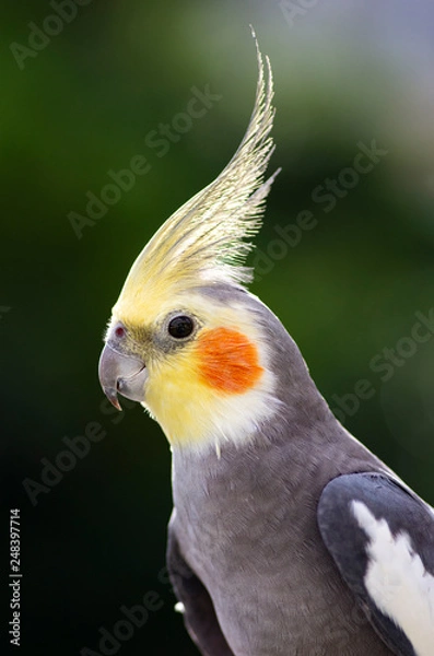 Fototapeta オカメインコ