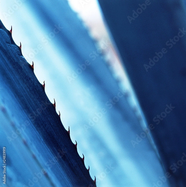 Fototapeta Agave Azul
