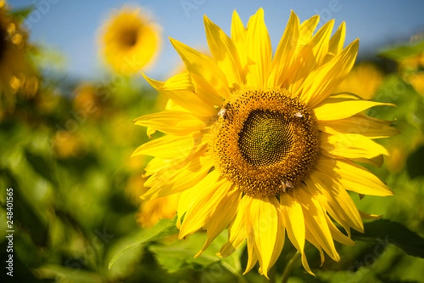 Obraz 夏の風物詩ヒマワリ