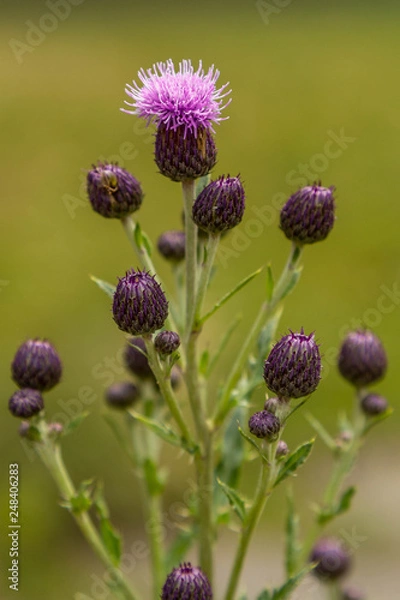 Obraz Thistle