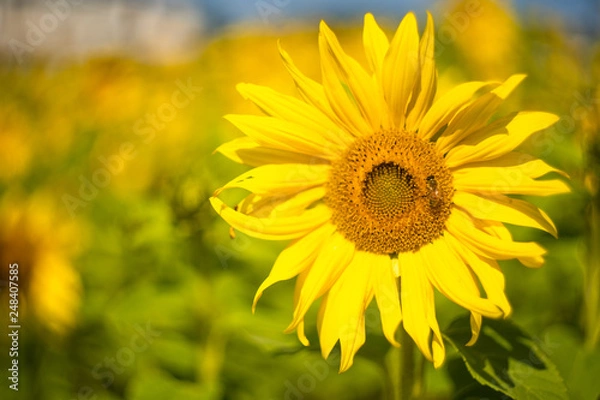 Obraz 夏の風物詩ヒマワリ